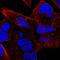 Ubiquitin Protein Ligase E3D antibody, HPA027231, Atlas Antibodies, Immunocytochemistry image 
