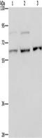 Kinesin-like protein KIF22 antibody, TA351328, Origene, Western Blot image 
