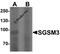 Small G protein signaling modulator 3 antibody, 7037, ProSci Inc, Western Blot image 