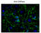 2',3'-Cyclic Nucleotide 3' Phosphodiesterase antibody, GTX82719, GeneTex, Immunocytochemistry image 