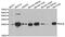 Ras-related protein Ral-B antibody, abx005151, Abbexa, Western Blot image 