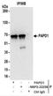 Poly(A) RNA polymerase, mitochondrial antibody, NBP2-22258, Novus Biologicals, Immunoprecipitation image 