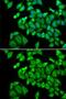 Dehydrogenase/Reductase 9 antibody, GTX54001, GeneTex, Immunofluorescence image 