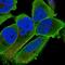 Palmdelphin antibody, NBP2-55156, Novus Biologicals, Immunofluorescence image 