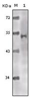 Histone acetyltransferase KAT5 antibody, AM06178SU-N, Origene, Western Blot image 
