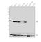 Glutathione S-transferase Mu 1 antibody, PA5-22278, Invitrogen Antibodies, Western Blot image 