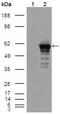 Desmin antibody, AM06142PU-N, Origene, Western Blot image 