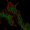 CKLF Like MARVEL Transmembrane Domain Containing 8 antibody, HPA073258, Atlas Antibodies, Immunocytochemistry image 
