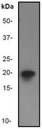 Eukaryotic translation initiation factor 5A-1 antibody, TA300510, Origene, Western Blot image 