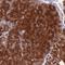 Exosome complex exonuclease RRP43 antibody, NBP2-47466, Novus Biologicals, Immunohistochemistry frozen image 