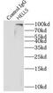 Lymphoid-specific helicase antibody, FNab03822, FineTest, Immunoprecipitation image 