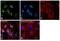 Poly(U)-binding-splicing factor PUF60 antibody, PA5-21411, Invitrogen Antibodies, Immunofluorescence image 