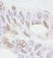 BAP antibody, A300-656A, Bethyl Labs, Immunohistochemistry frozen image 