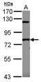 SP110 Nuclear Body Protein antibody, LS-C155378, Lifespan Biosciences, Western Blot image 