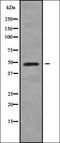 Calcineurin Binding Protein 1 antibody, orb338090, Biorbyt, Western Blot image 