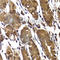 STAM Binding Protein antibody, A7065, ABclonal Technology, Immunohistochemistry paraffin image 