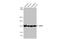 RNA Polymerase II Subunit B antibody, GTX635977, GeneTex, Western Blot image 