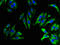 Transmembrane Protein 270 antibody, orb357555, Biorbyt, Immunofluorescence image 
