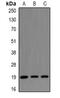 MHF1 antibody, abx225039, Abbexa, Western Blot image 