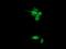 Paraplegin antibody, NBP2-01860, Novus Biologicals, Immunocytochemistry image 