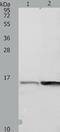Profilin I antibody, TA322681, Origene, Western Blot image 