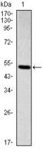 SMAD2 antibody, GTX60473, GeneTex, Western Blot image 