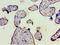 Complement Component 4B (Chido Blood Group), Copy 2 antibody, A56158-100, Epigentek, Immunohistochemistry paraffin image 