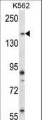 Pseudopodium-enriched atypical kinase 1 antibody, LS-C164576, Lifespan Biosciences, Western Blot image 