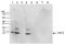 H2A Histone Family Member Z antibody, NBP2-54618, Novus Biologicals, Western Blot image 