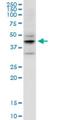 Epiphycan antibody, H00001833-M06, Novus Biologicals, Western Blot image 