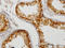 Cbp/P300 Interacting Transactivator With Glu/Asp Rich Carboxy-Terminal Domain 1 antibody, LS-C133330, Lifespan Biosciences, Immunohistochemistry frozen image 