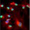 Platelet And Endothelial Cell Adhesion Molecule 1 antibody, orb107571, Biorbyt, Immunofluorescence image 