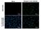Dengue virus Type 2 NS5 protein antibody, NBP2-42901, Novus Biologicals, Immunocytochemistry image 