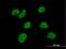 Zinc Finger Protein 490 antibody, H00057474-B01P, Novus Biologicals, Immunofluorescence image 