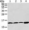 Claudin Domain Containing 2 antibody, PA5-51345, Invitrogen Antibodies, Western Blot image 