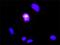 Dedicator of cytokinesis protein 2 antibody, H00001794-M01, Novus Biologicals, Proximity Ligation Assay image 