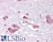MCH receptor 1 antibody, LS-A1567, Lifespan Biosciences, Immunohistochemistry frozen image 