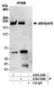 Rho GTPase Activating Protein 5 antibody, A304-549A, Bethyl Labs, Immunoprecipitation image 