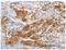 Complement C3a Receptor 1 antibody, MBS2521590, MyBioSource, Immunohistochemistry paraffin image 