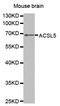 Long-chain-fatty-acid--CoA ligase 5 antibody, TA332397, Origene, Western Blot image 