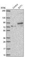 Exostosin Glycosyltransferase 1 antibody, NBP1-91875, Novus Biologicals, Western Blot image 