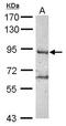 RING finger protein 10 antibody, GTX115316, GeneTex, Western Blot image 
