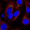 Signal Peptidase Complex Subunit 1 antibody, HPA055273, Atlas Antibodies, Immunocytochemistry image 