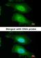 p38 mapk antibody, orb76573, Biorbyt, Immunofluorescence image 