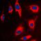 Tumor Protein, Translationally-Controlled 1 antibody, orb214701, Biorbyt, Immunocytochemistry image 