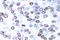 JunB Proto-Oncogene, AP-1 Transcription Factor Subunit antibody, AP06192PU-N, Origene, Immunohistochemistry frozen image 