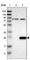Ring Finger Protein 41 antibody, HPA016812, Atlas Antibodies, Western Blot image 