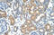 Apolipoprotein B MRNA Editing Enzyme Catalytic Subunit 3D antibody, ARP41147_P050, Aviva Systems Biology, Immunohistochemistry frozen image 