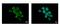Family With Sequence Similarity 120A antibody, NBP2-16412, Novus Biologicals, Immunocytochemistry image 