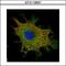 Coiled-Coil Domain Containing 50 antibody, GTX118557, GeneTex, Immunofluorescence image 
